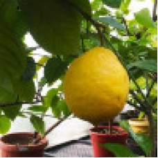 MInitrees Lemon - гибридные мини-деревья